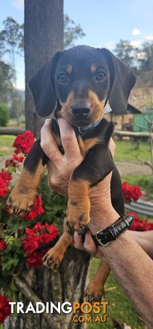 Mini Dachshunds