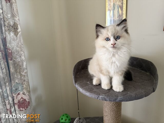 Purebred Ragdoll Kittens