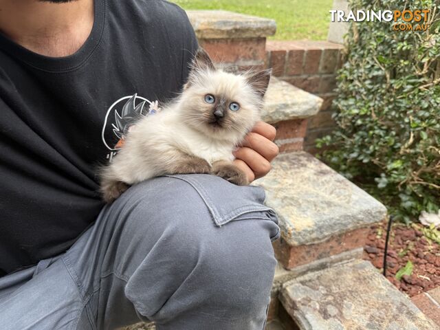 Purebred Ragdolls