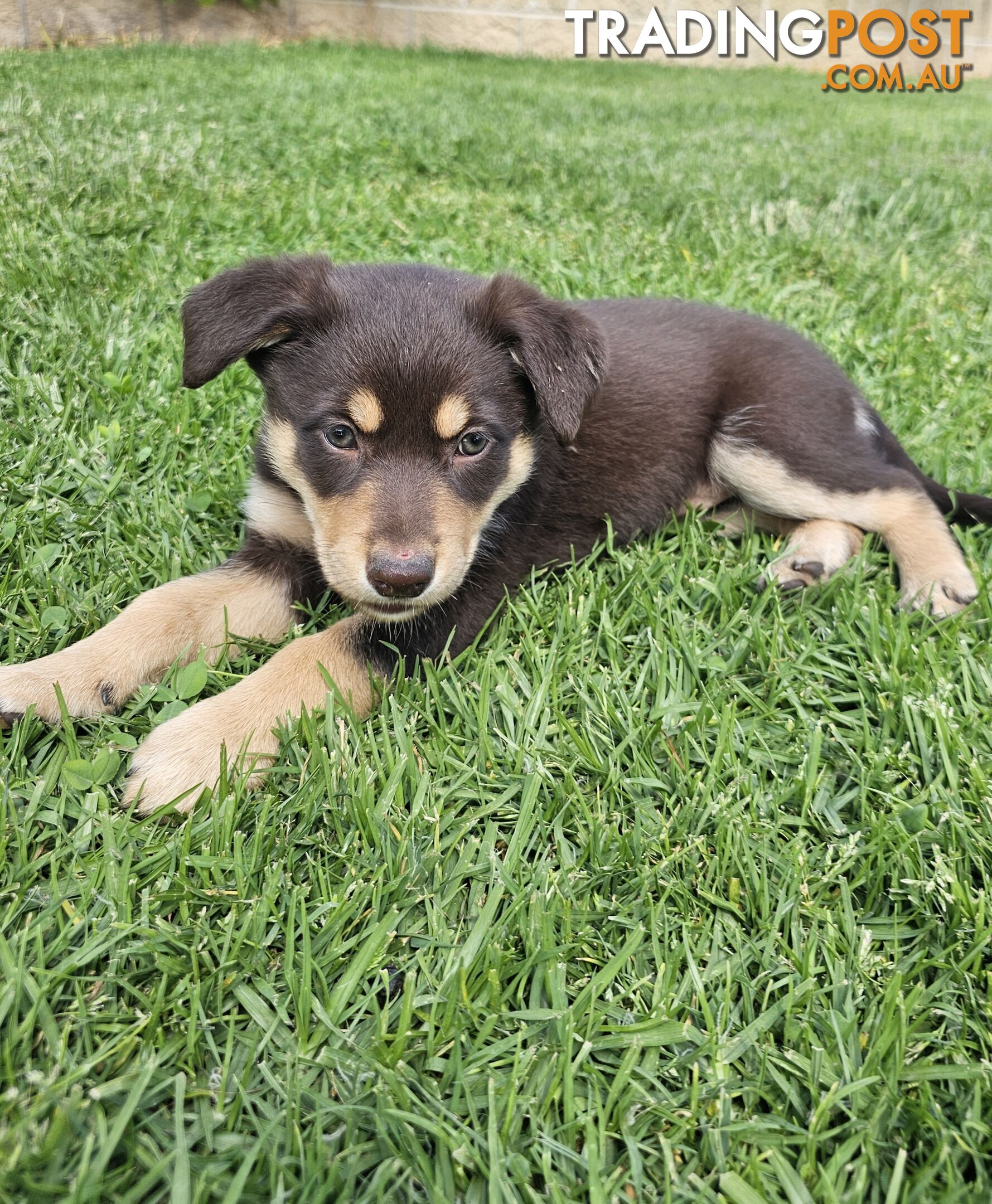 Border Collie x Kelpie Puppies