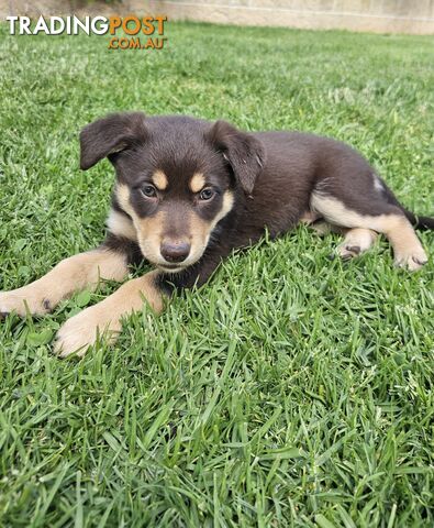 Border Collie x Kelpie Puppies