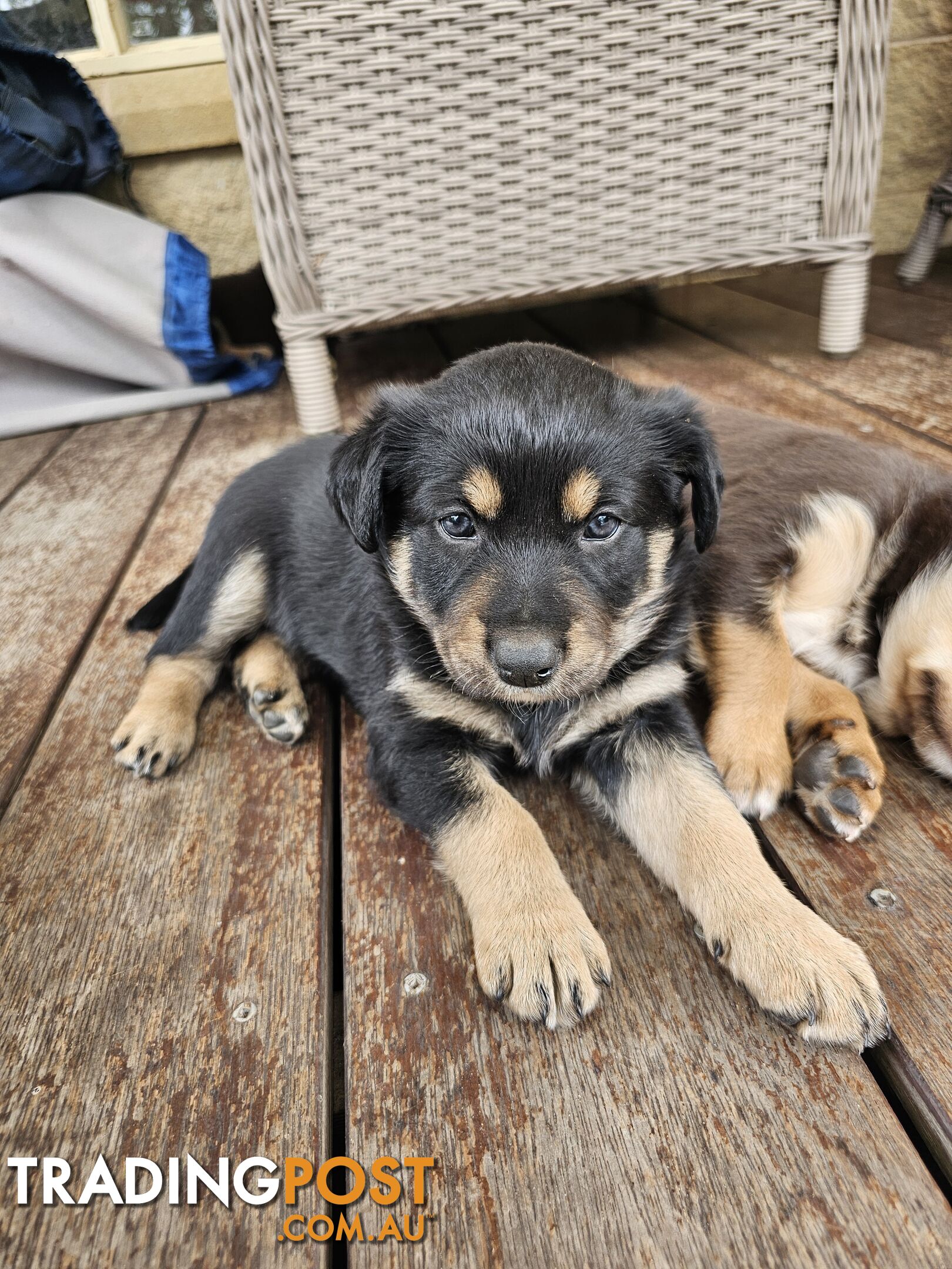 Border Collie x Kelpie Puppies