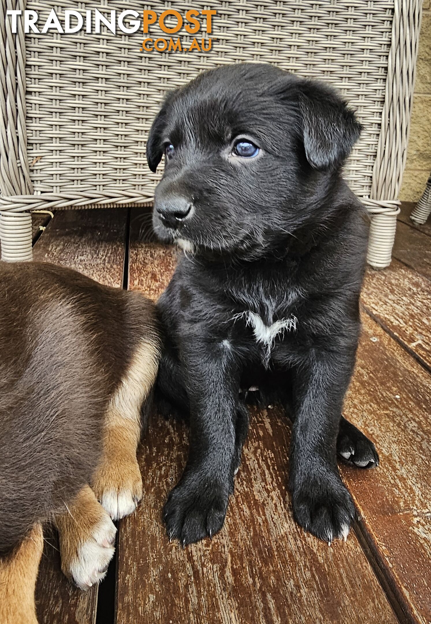 Border Collie x Kelpie Puppies