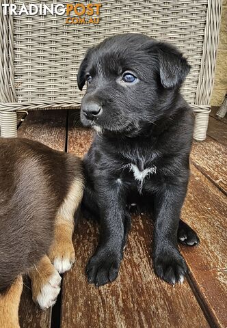 Border Collie x Kelpie Puppies