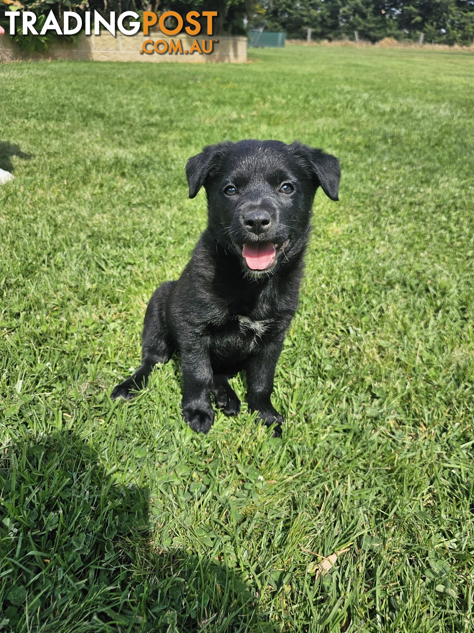 Border Collie x Kelpie Puppies