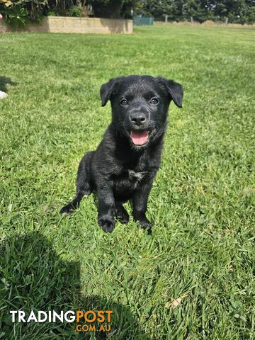 Border Collie x Kelpie Puppies