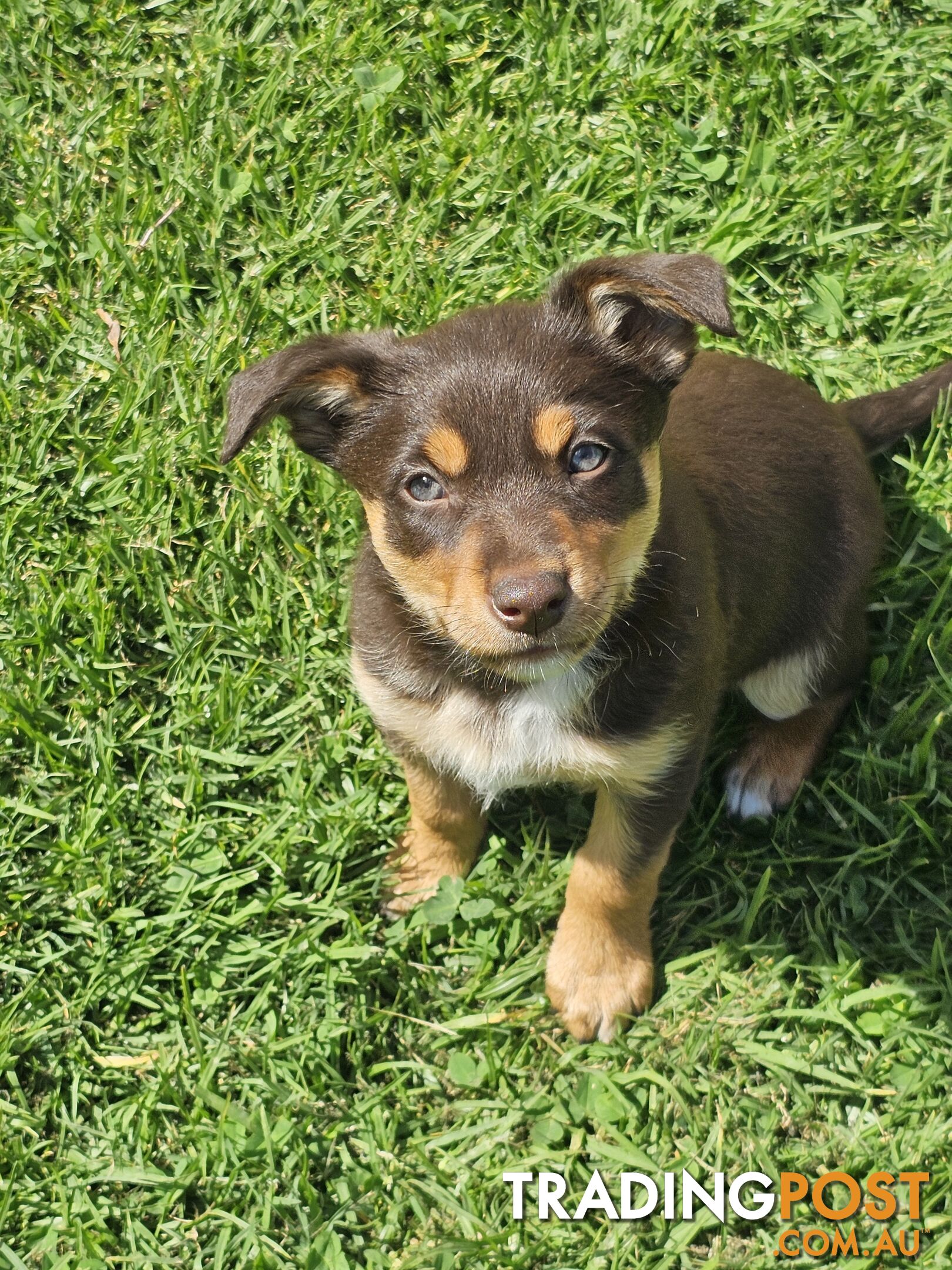 Border Collie x Kelpie Puppies