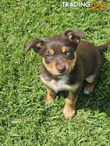 Border Collie x Kelpie Puppies