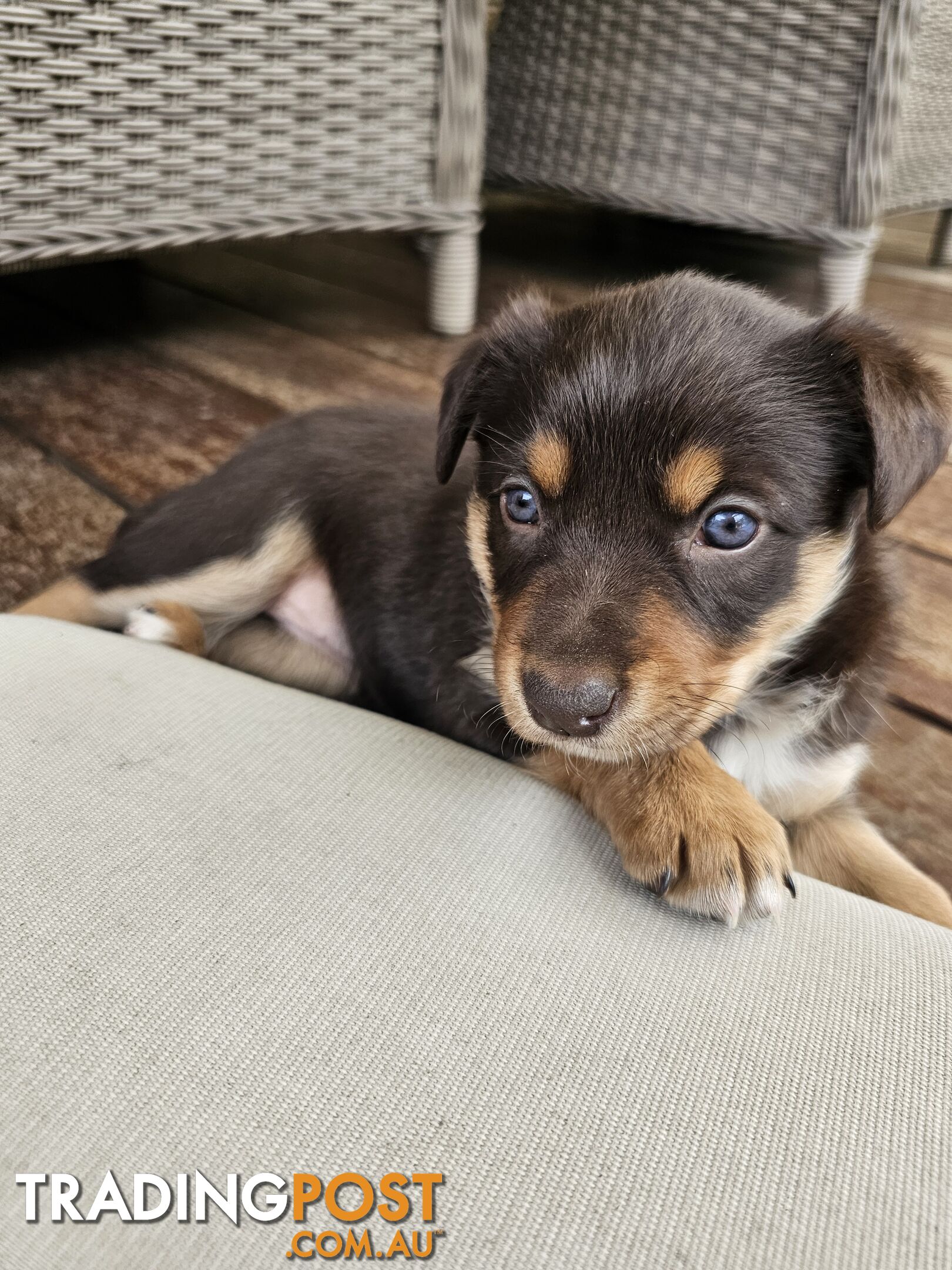 Border Collie x Kelpie Puppies