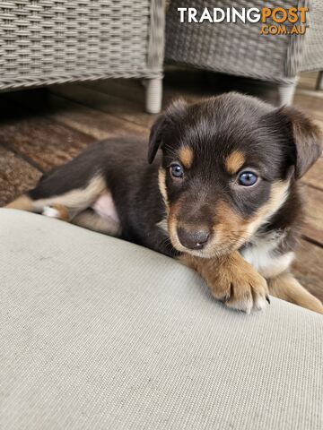 Border Collie x Kelpie Puppies