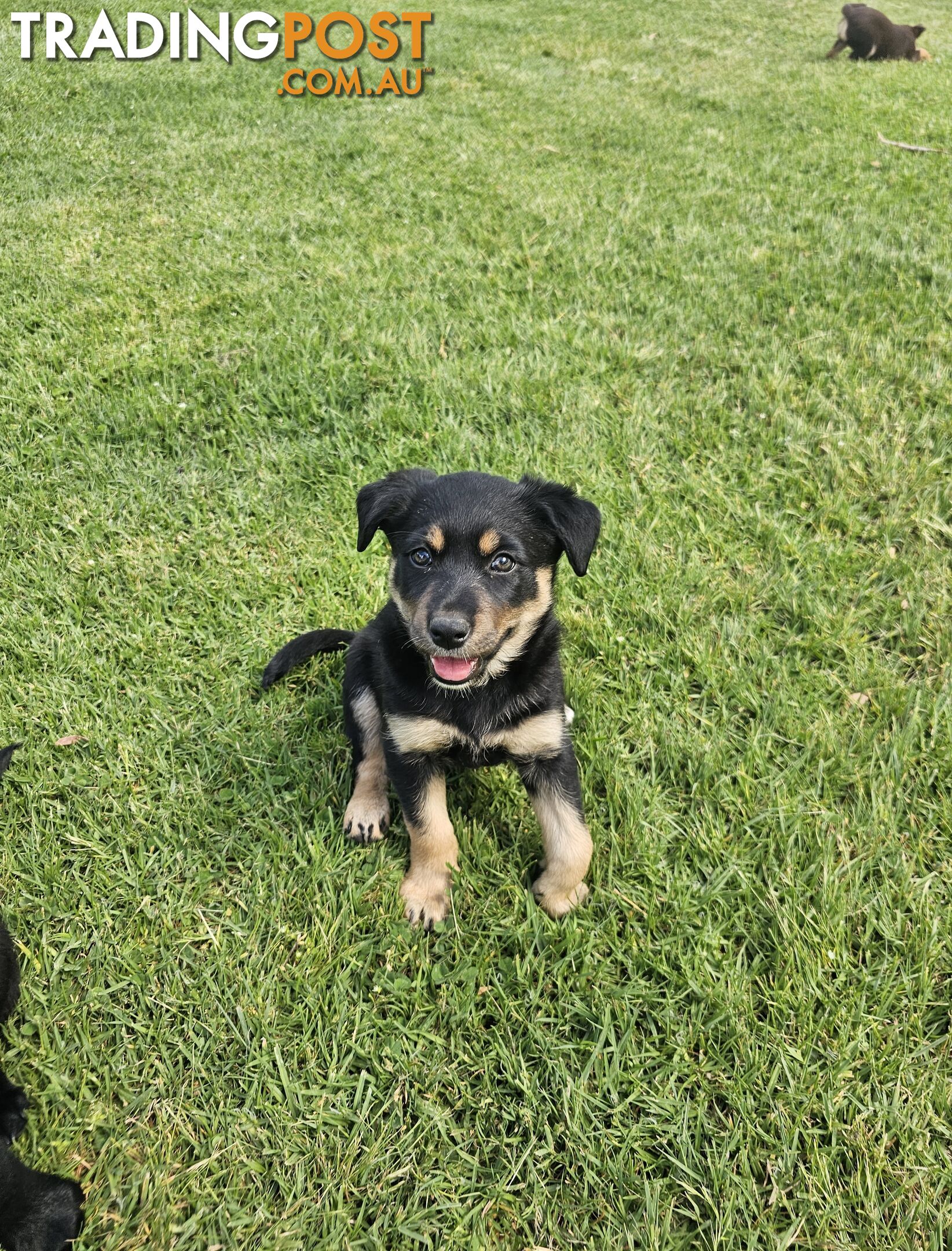 Border Collie x Kelpie Puppies