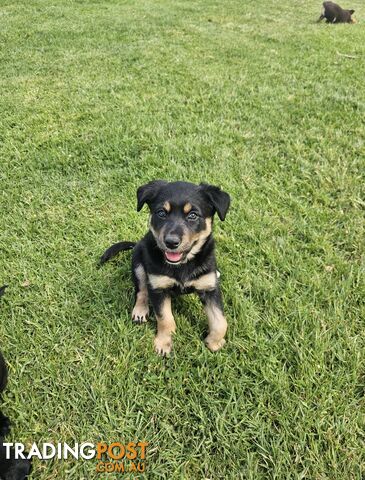 Border Collie x Kelpie Puppies