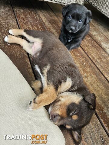 Border Collie x Kelpie Puppies