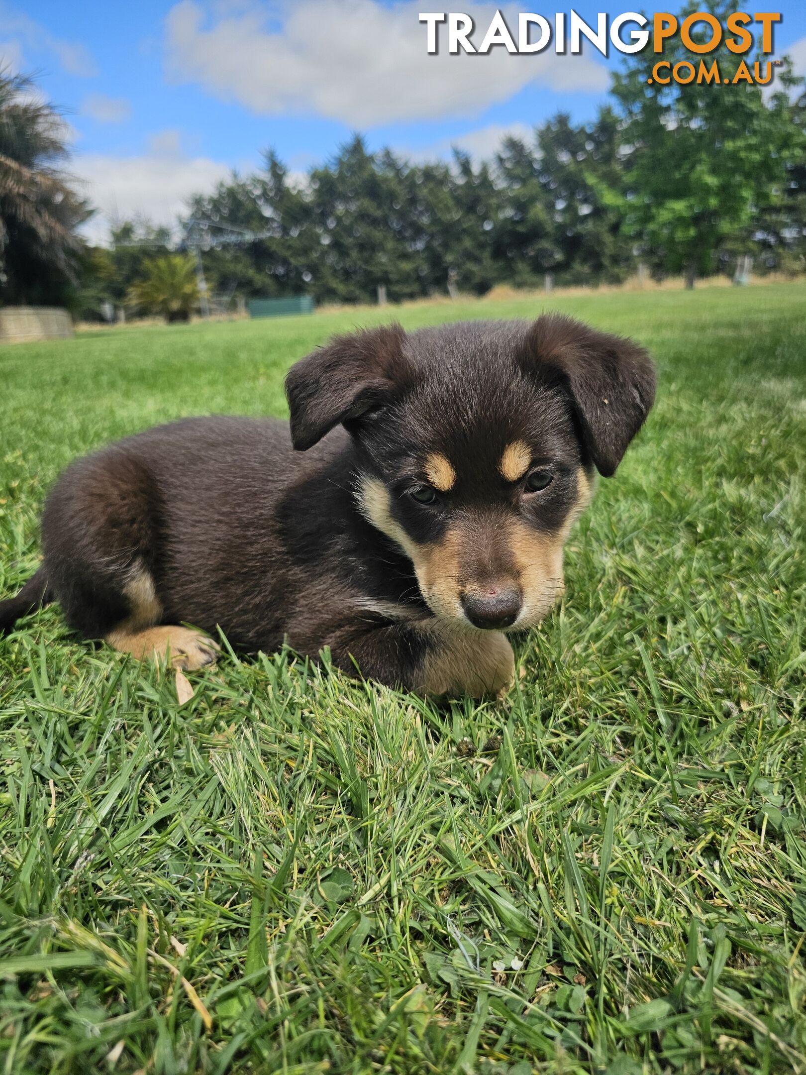 Border Collie x Kelpie Puppies