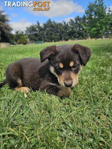 Border Collie x Kelpie Puppies