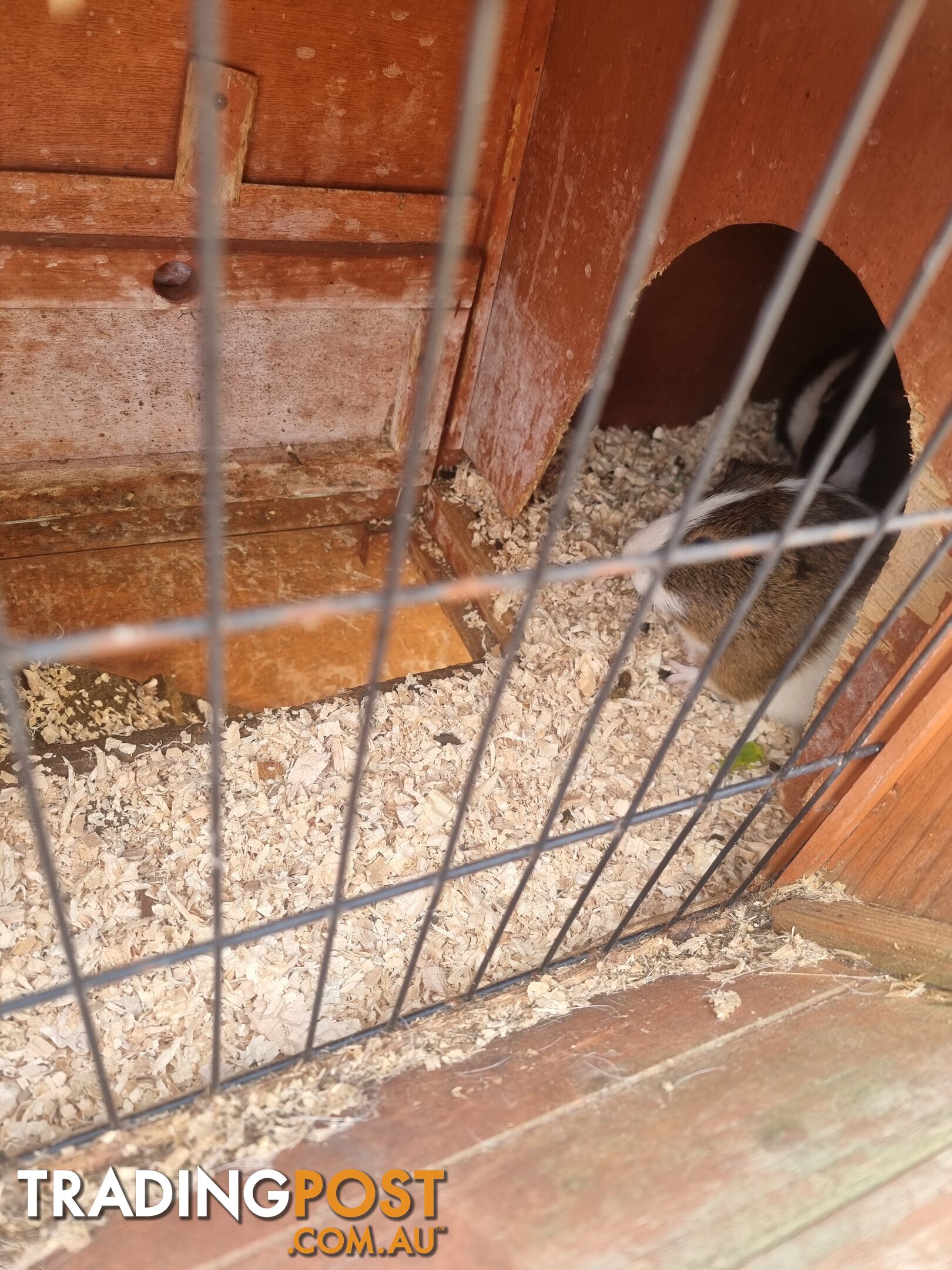 Guinea Pigs and hutch