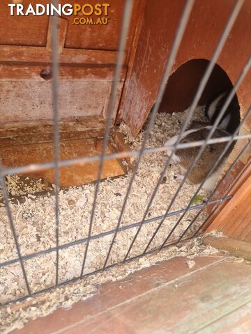 Guinea Pigs and hutch