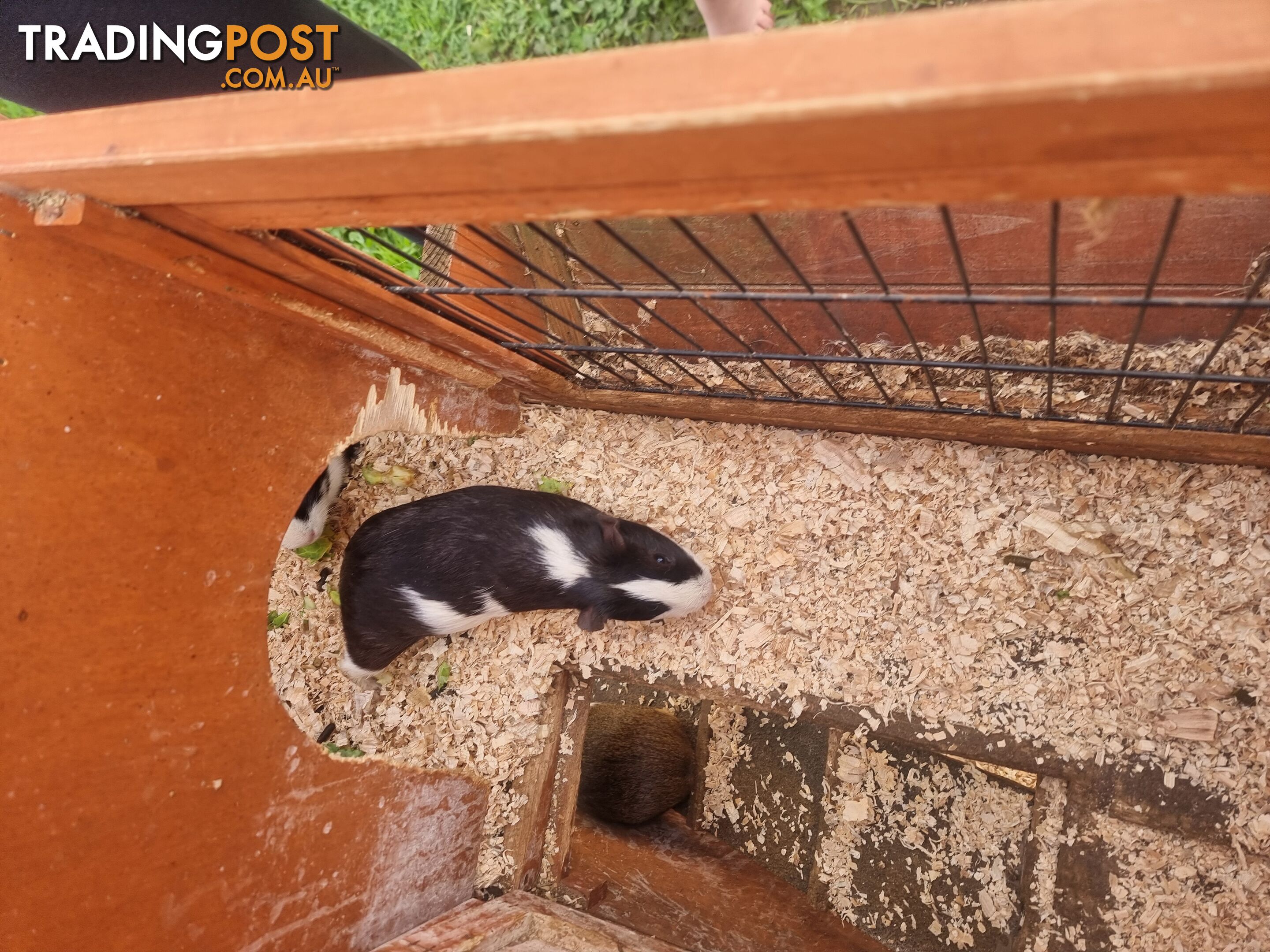 Guinea Pigs and hutch