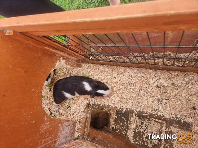 Guinea Pigs and hutch