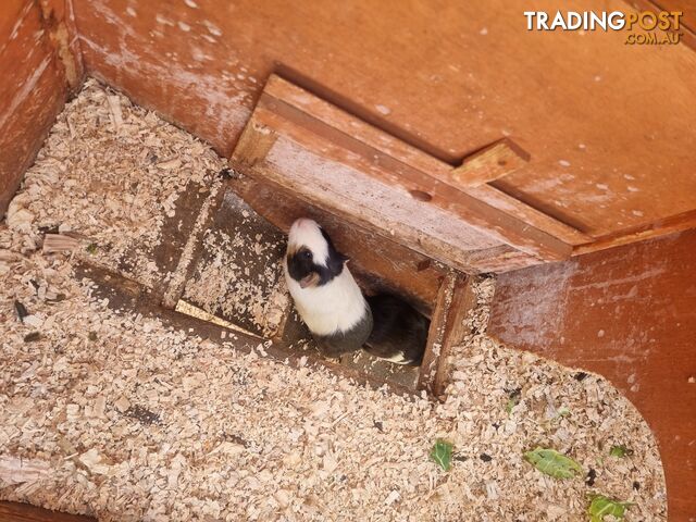 Guinea Pigs and hutch