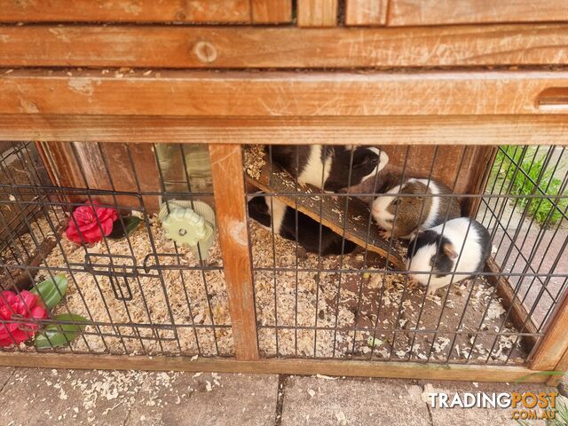 Guinea Pigs and hutch