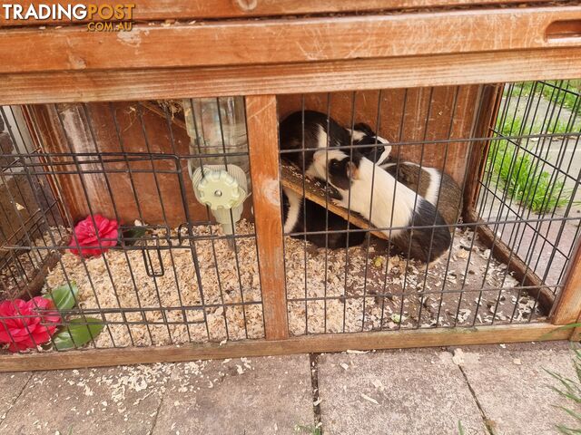 Guinea Pigs and hutch