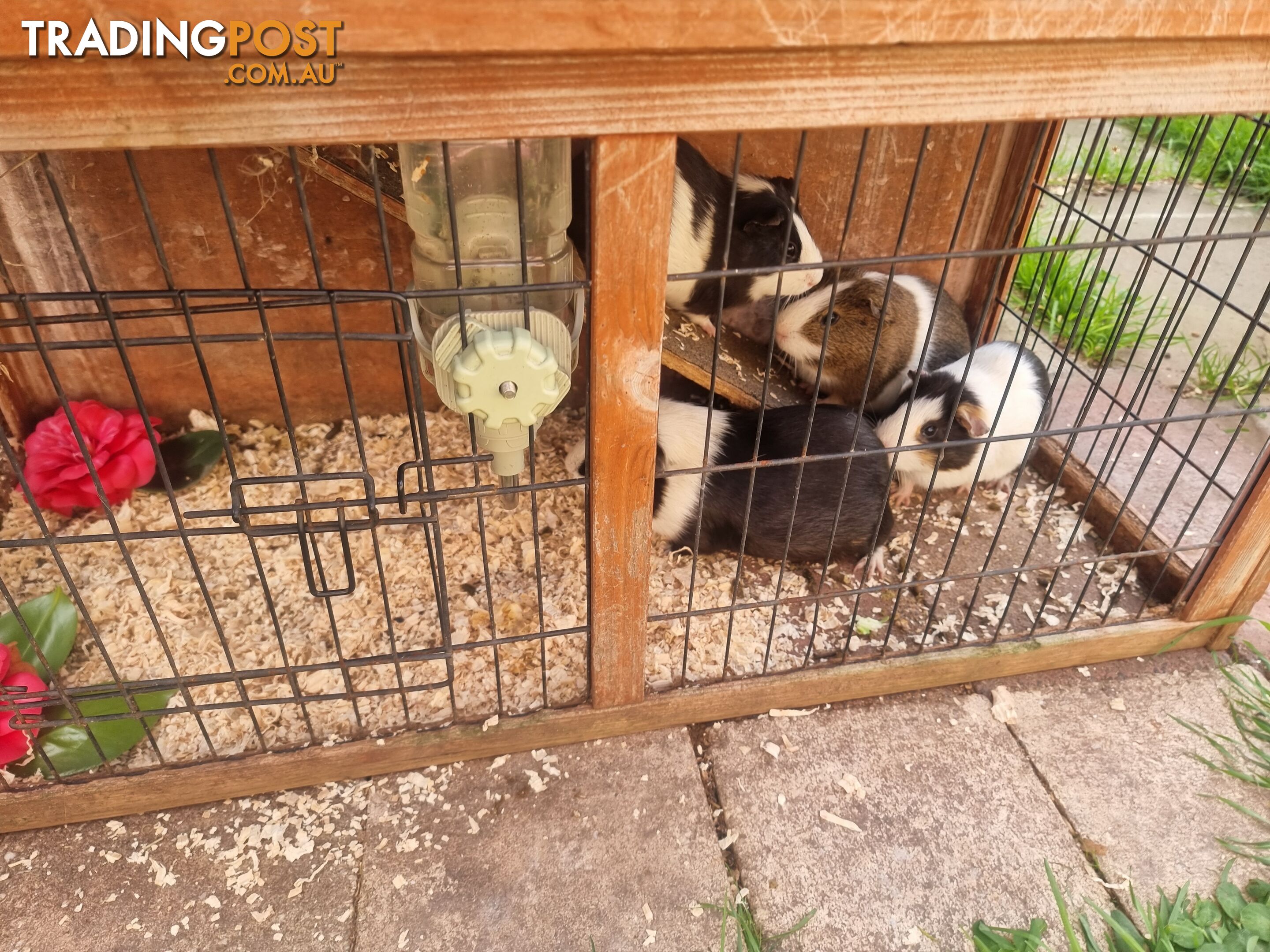 Guinea Pigs and hutch