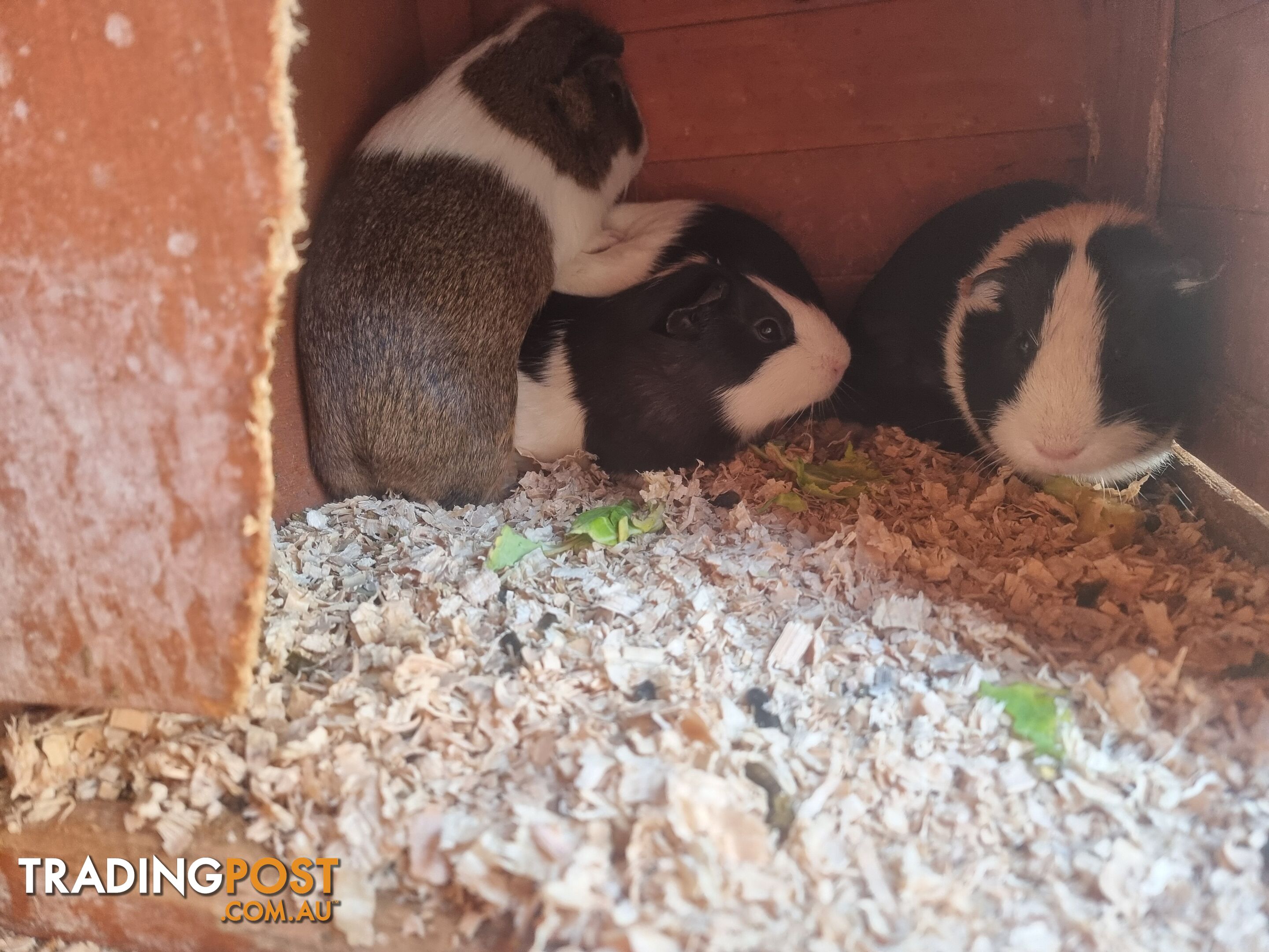 Guinea Pigs and hutch