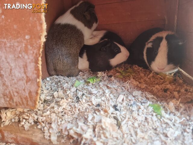 Guinea Pigs and hutch