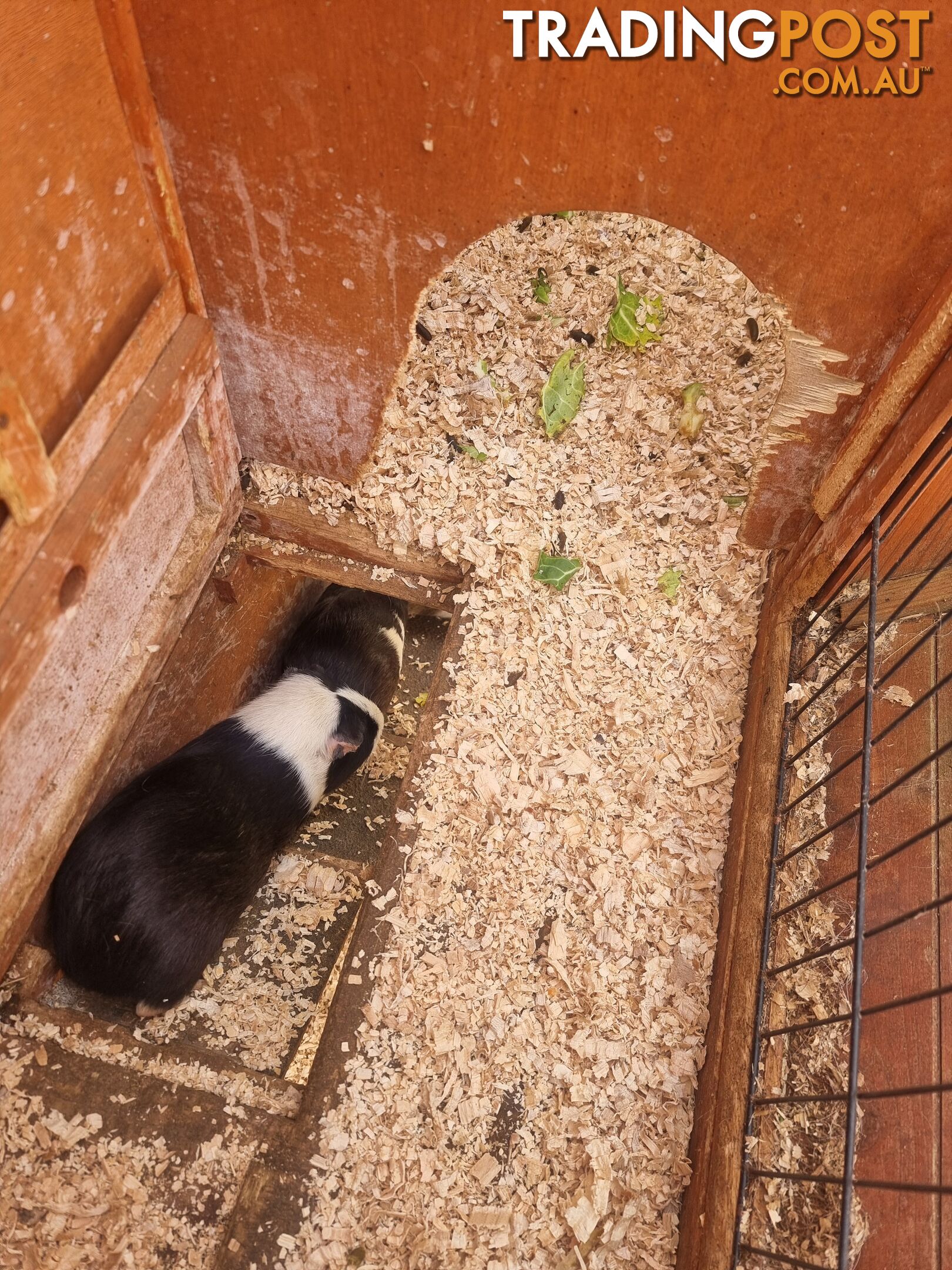 Guinea Pigs and hutch