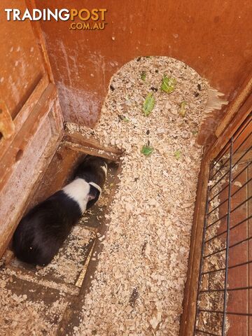 Guinea Pigs and hutch