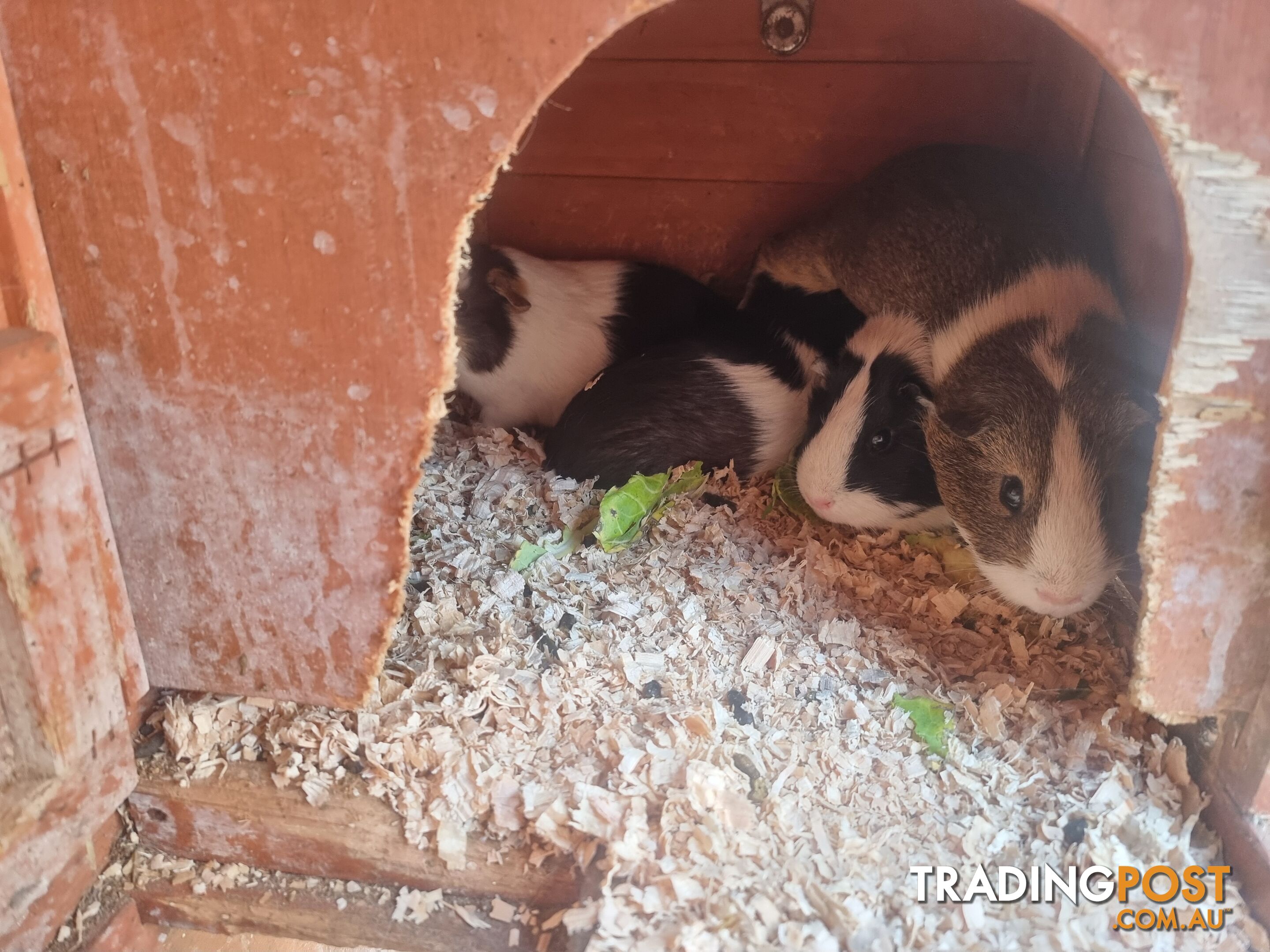 Guinea Pigs and hutch