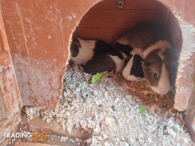 Guinea Pigs and hutch