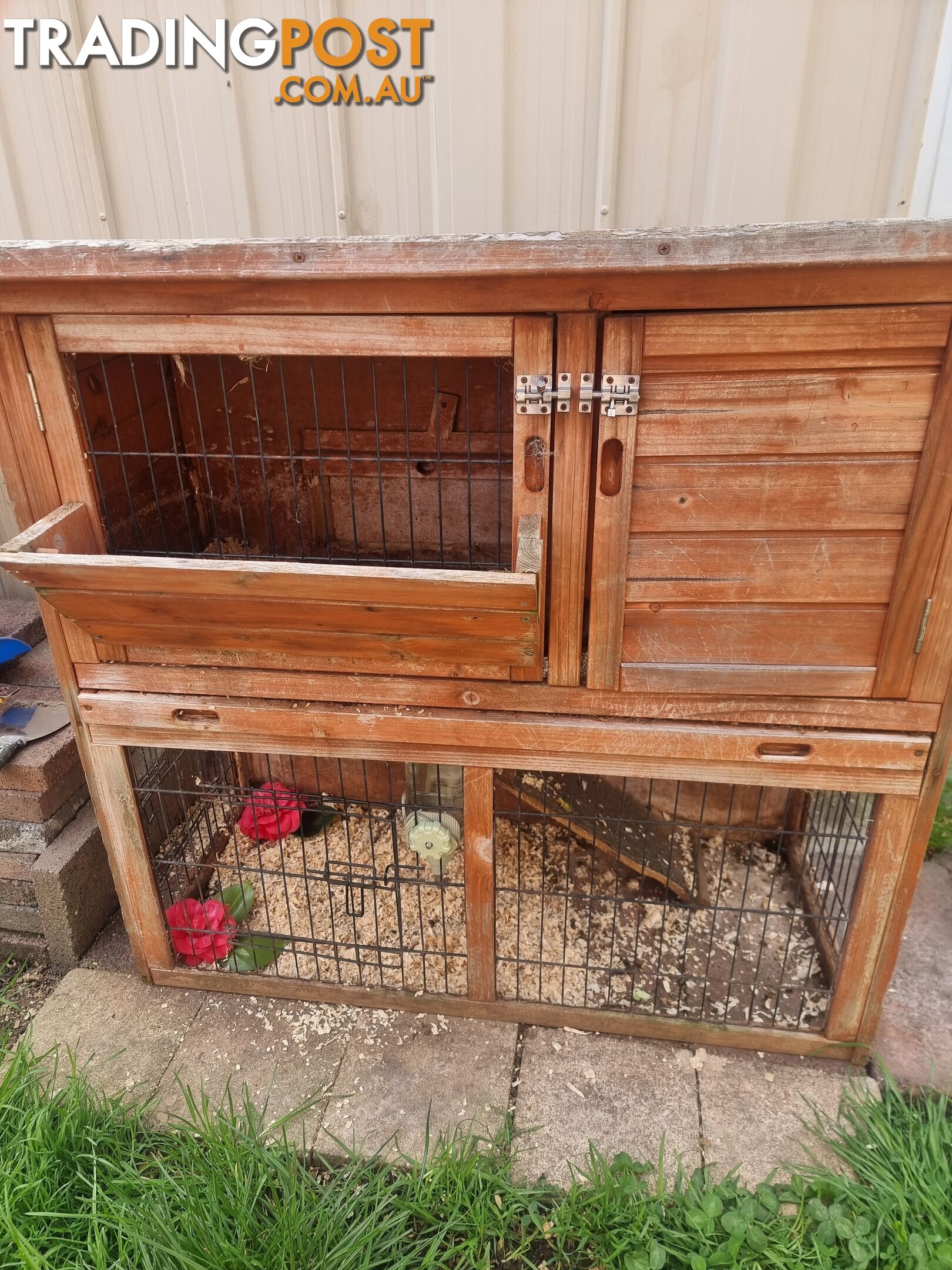 Guinea Pigs and hutch