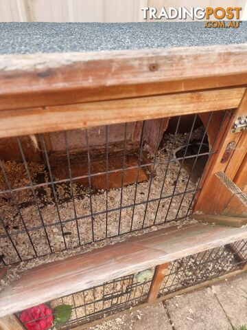 Guinea Pigs and hutch