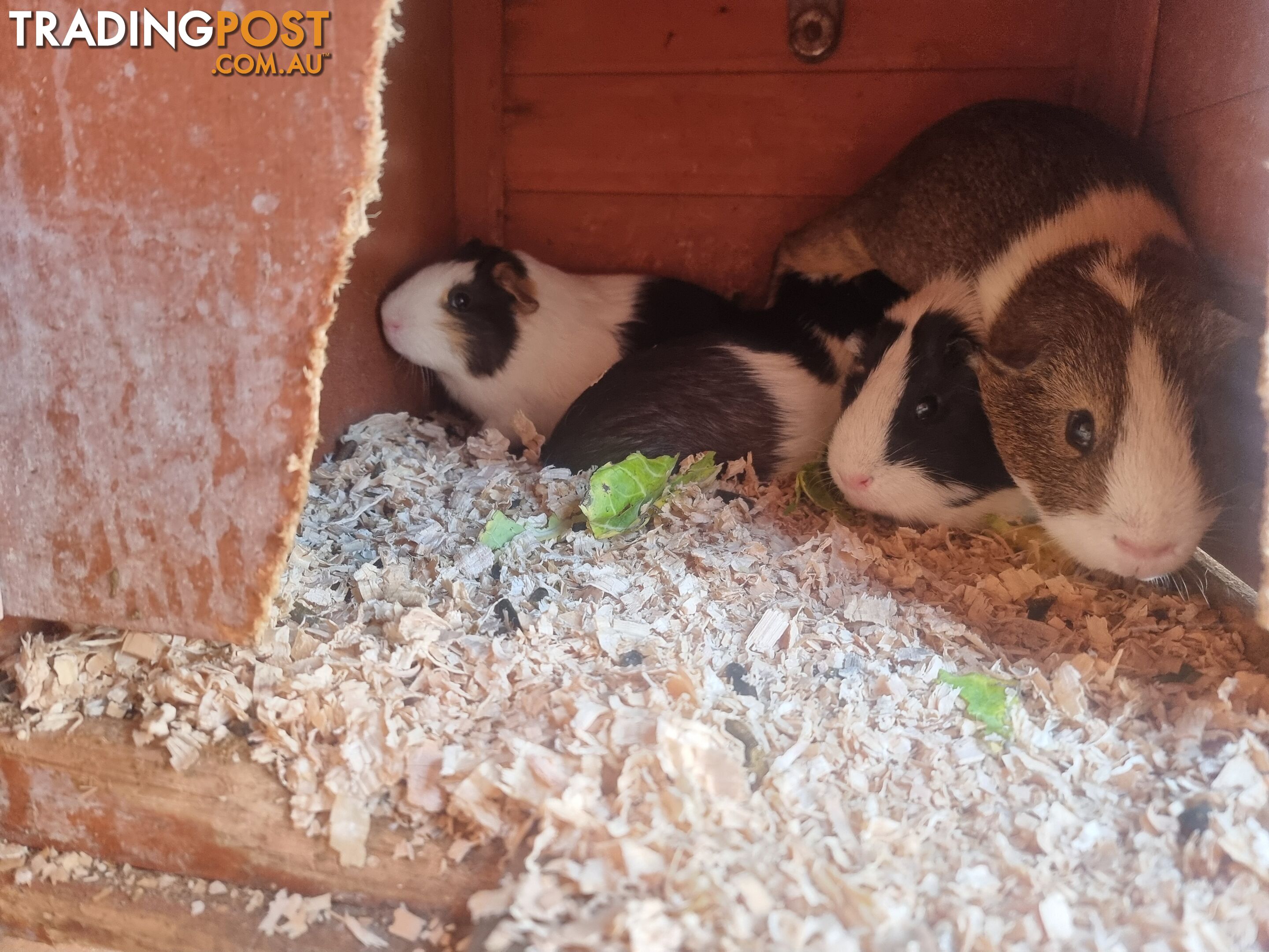 Guinea Pigs and hutch