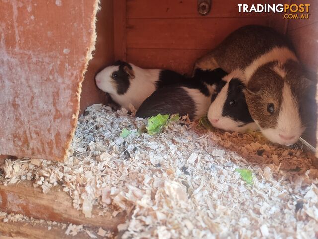 Guinea Pigs and hutch