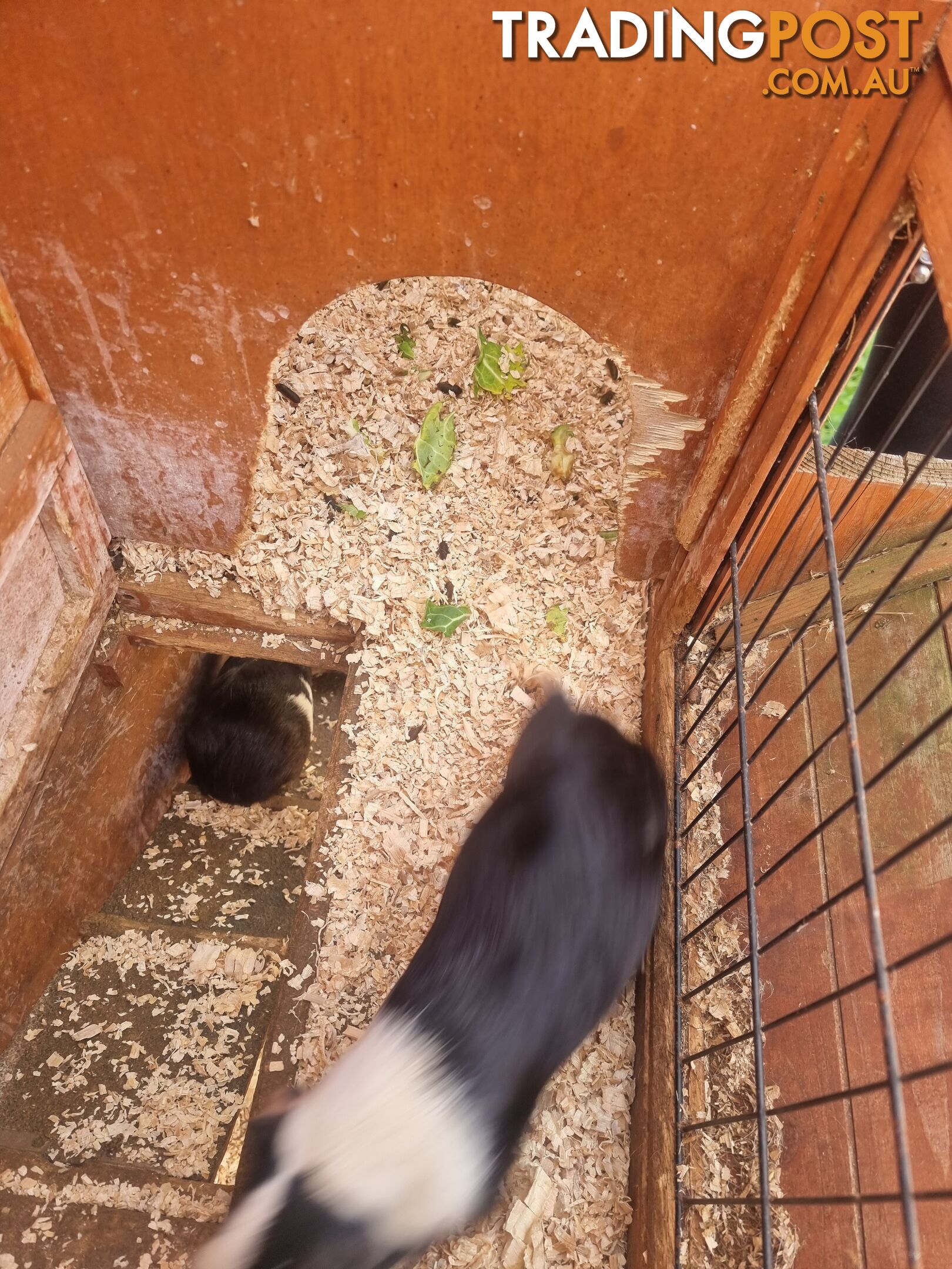 Guinea Pigs and hutch