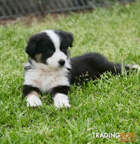 Australian Shepherd puppies