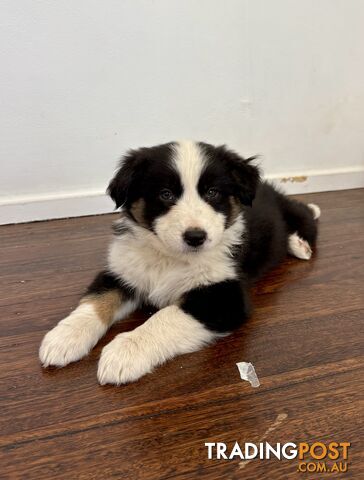 Australian Shepherd puppies - photo 3 of 13
