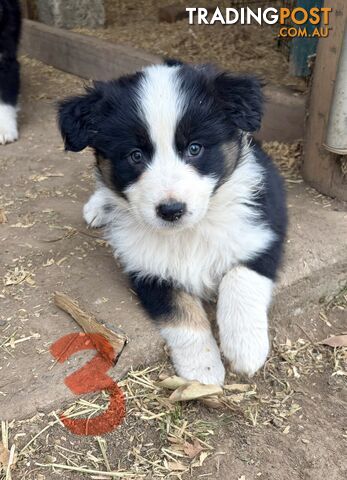 Australian Shepherd puppies - photo 5 of 13