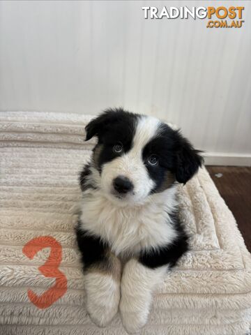 Australian Shepherd puppies - photo 4 of 13