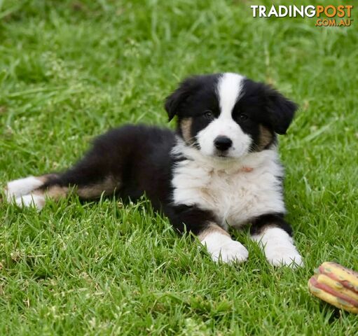 Australian Shepherd puppies - photo 2 of 13