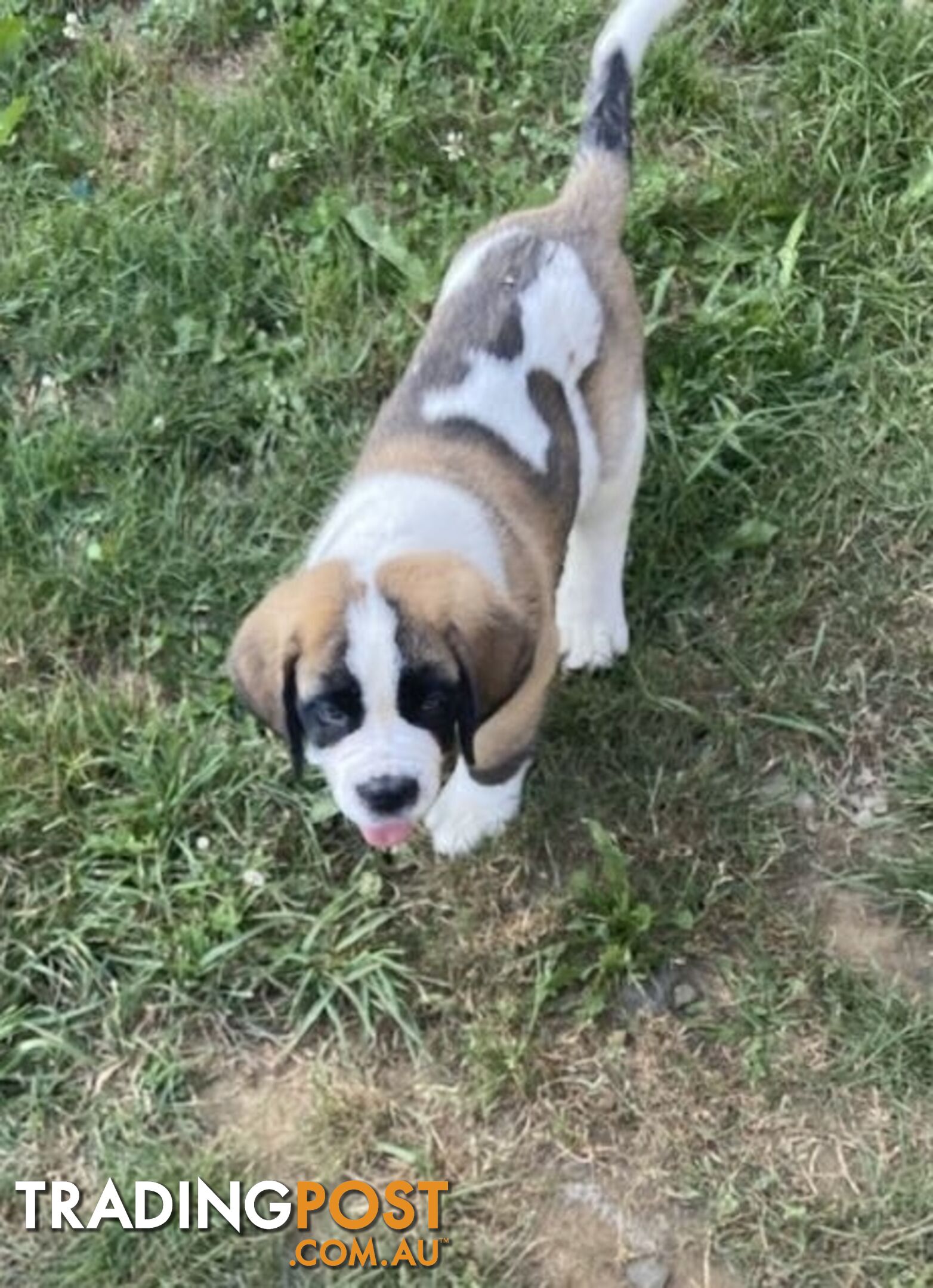 Saint Bernard