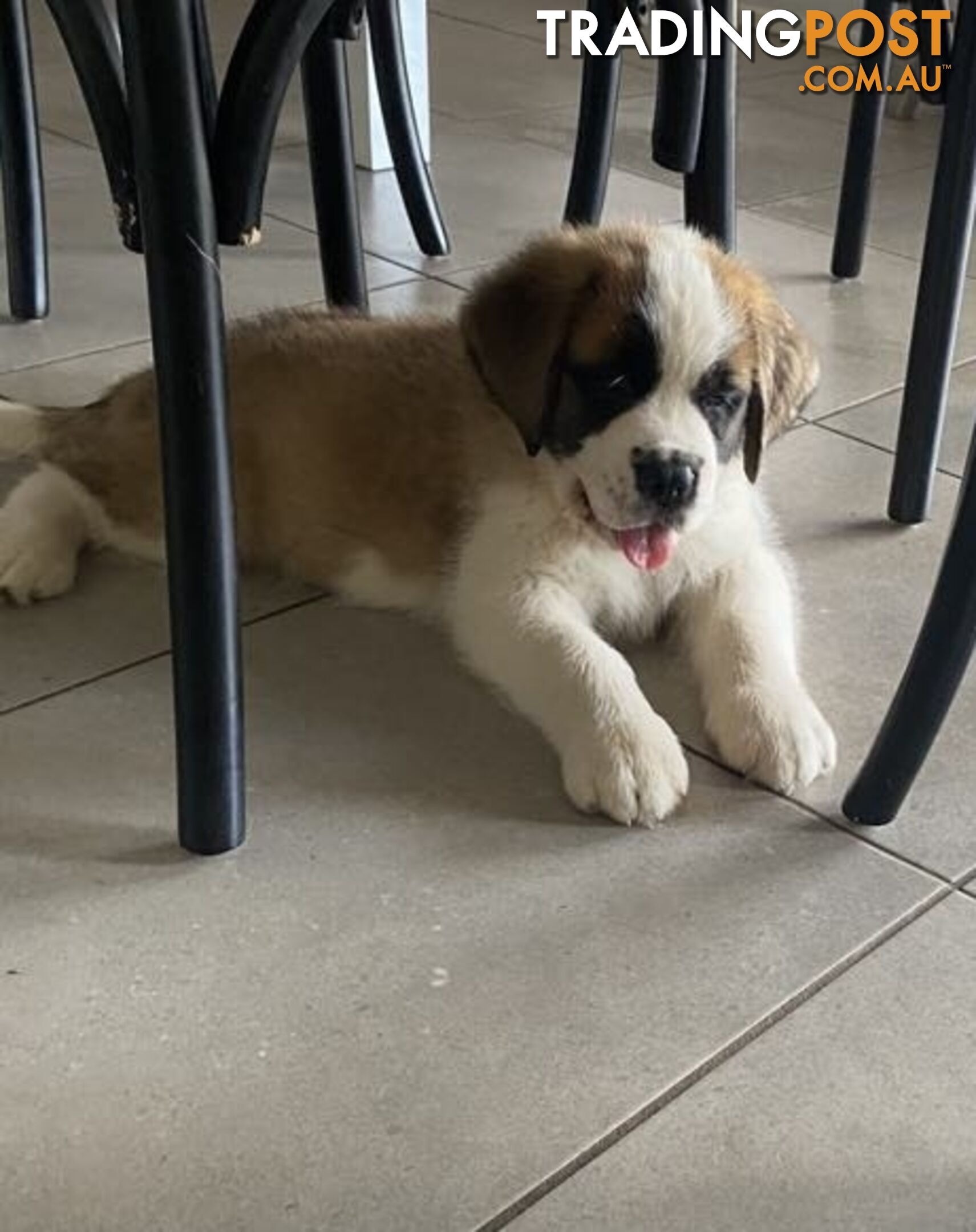 Saint Bernard