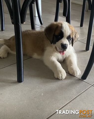 Saint Bernard