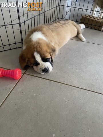 Saint Bernard