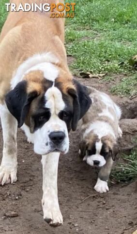 Saint Bernard