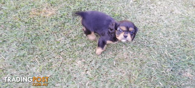 Pure-bred King Charles Cavalier Puppies