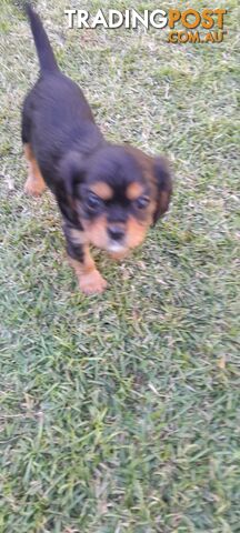 Pure-bred King Charles Cavalier Puppies